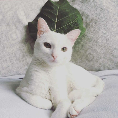 image_Garde de Mana 🐾😻 2 mois puis ponctuel