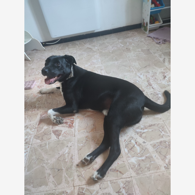 image_Pet sitter
