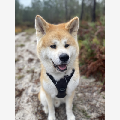 image_RECHERCHE PET SITTER (Absence pour notre mariage)