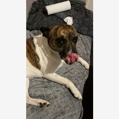 image_Petsitting à votre domicile