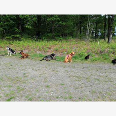 image_Educ & Fun - Educateur et comportementaliste canin