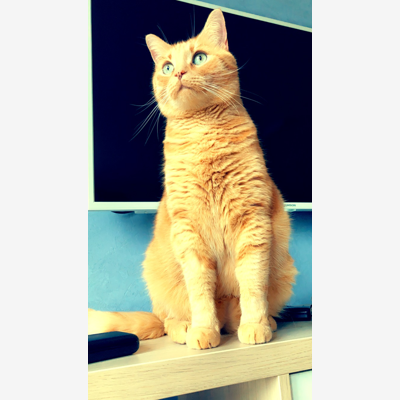 image_Pet-Sitter/Nac-Sitter