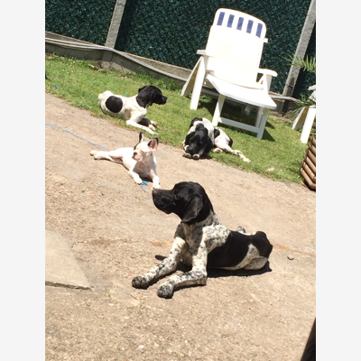image_pep sitter