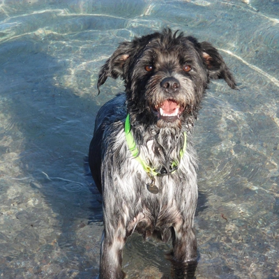 image_Garde chien