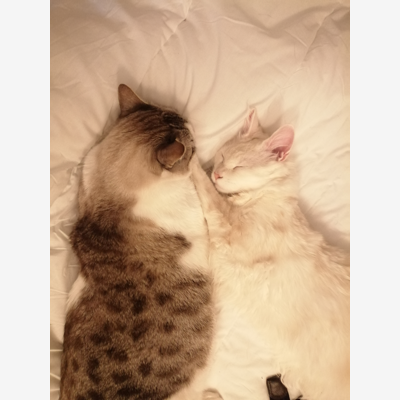 image_Garde de chats à domicile
