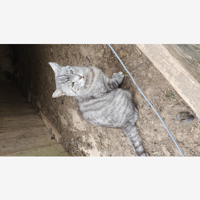 image_Garde d'animaux août