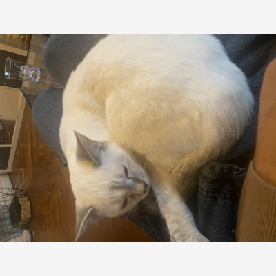image_Recherche de petsitter à domicile