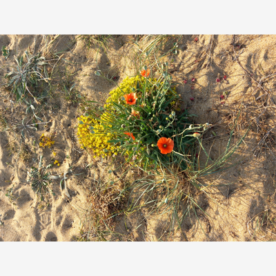 image_Ménage / Garde, balde, soin animaux / Jardinage