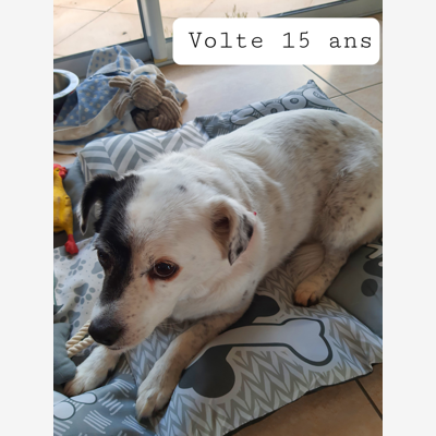 image_Recherche pension pour Volte