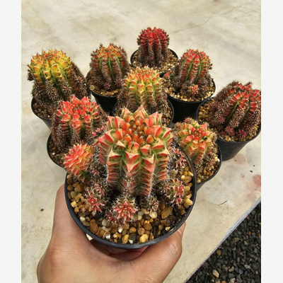 image_Magnifiques Cactus Gymnocalycium mihanovichii