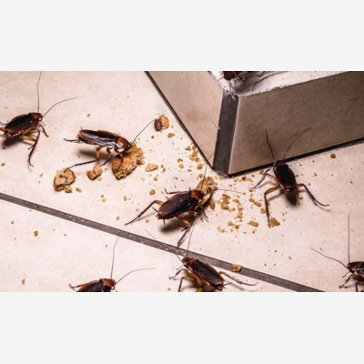 image_EXTERMINATION NUISIBLE