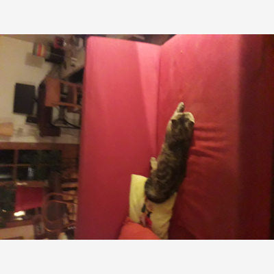image_Accueil vos animaux à mon domicile