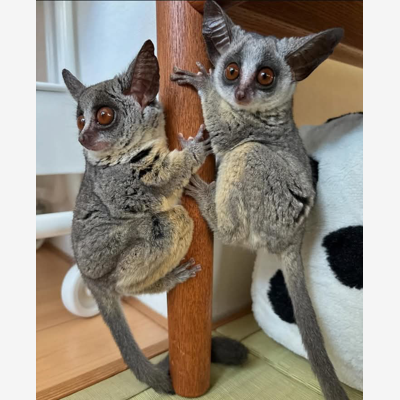 image_baby galago bush disponible