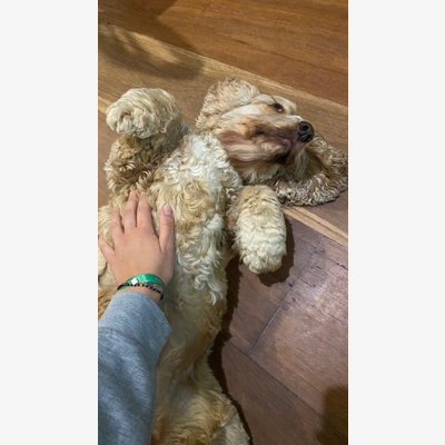 image_Garde d'animaux