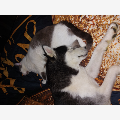 image_Garde de chiens, chats, chevaux....