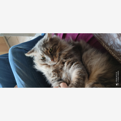 image_Visite ou garde d animaux chez la personne