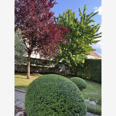 image_Jardinier paysagiste élagueur