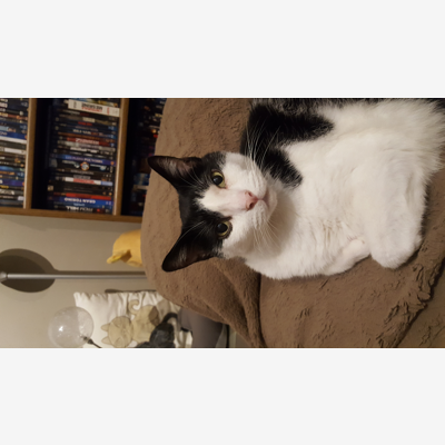 image_Tendre compagnie pour votre chat, même en votre absence