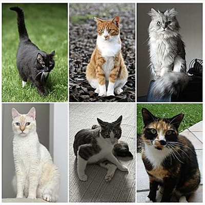 image_Je prend soin de vos Chiens &chats pendant vos vacances