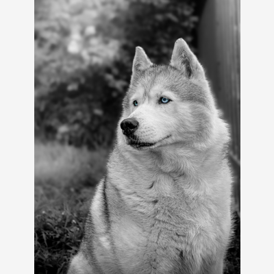 image_seance photo animaux