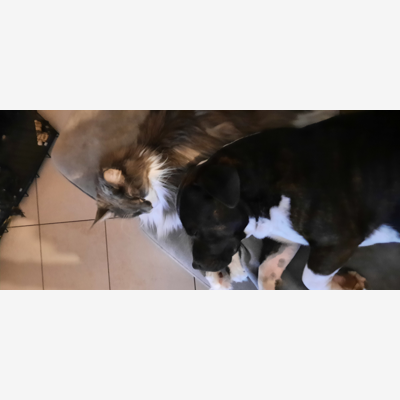 image_Petsitter