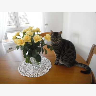 image_JE GARDE VOTRE CHAT A MON DOMICILE