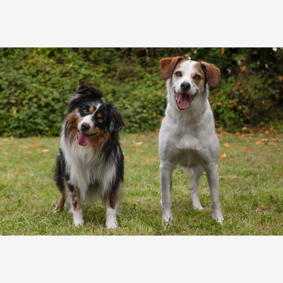 image_Pet sitter