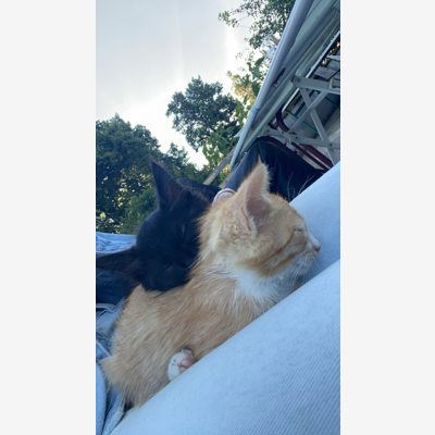 image_Garde vos animaux à mon domicile 🐾