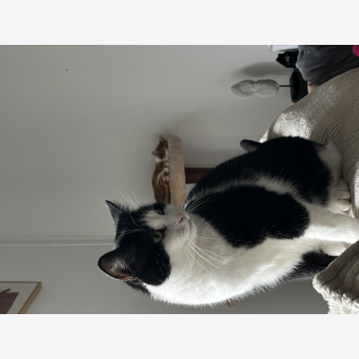 image_Garde d’animaux