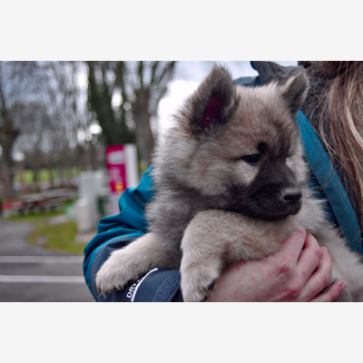 image_Je promène vos chiens