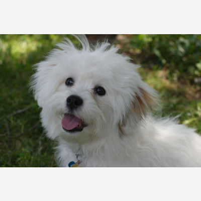 image_Cherche pet Sitter pour la garde de mon bichon à poil frisé