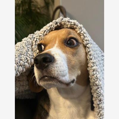 image_Vos animaux entre de bonnes pattes 🐾