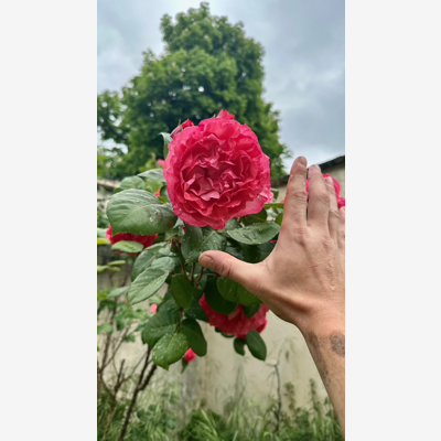 image_Aide au jardin complet – potager, verger, massifs 🌼