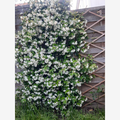 image_Pour un beau jardin