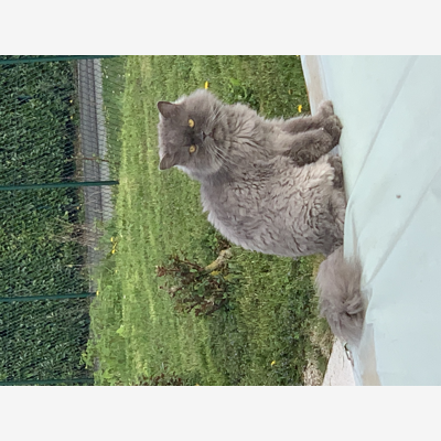 image_Adorable chat calme et câlin