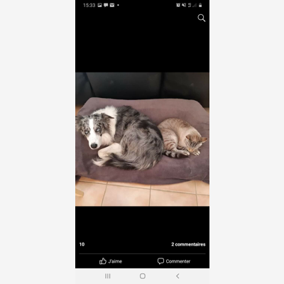 image_Garde chats et chiens (chat possible en pension complète)