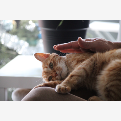 image_Visite chat 🐱