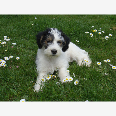image_Garde de chiens