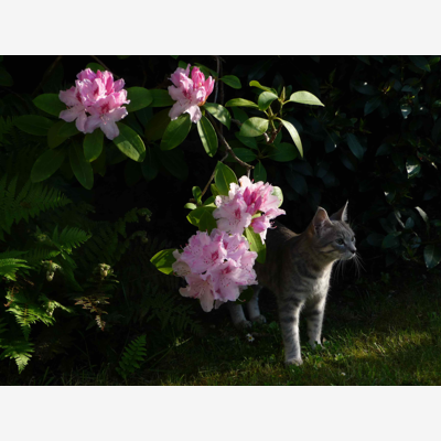 image_Recherche Garde pour mon Chat