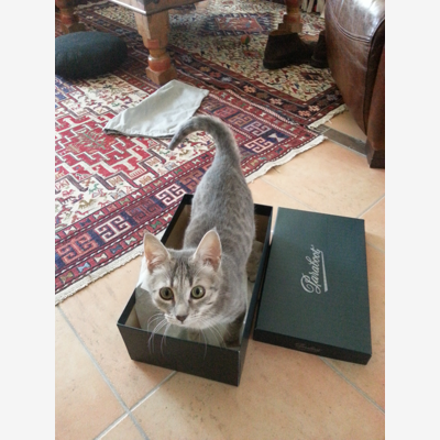 image_Daphné, chatoune de 8 ans, recherche un hôte pour l'été