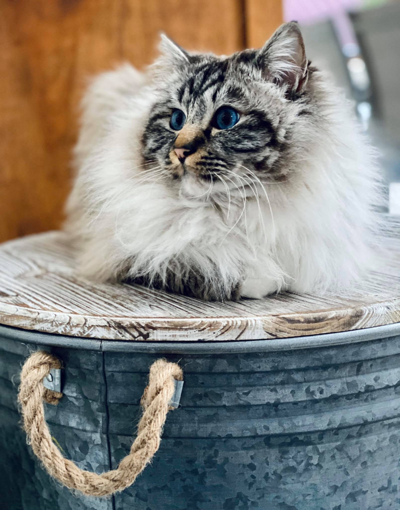 image_Garde d’animaux