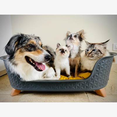 image_Garde d’animaux