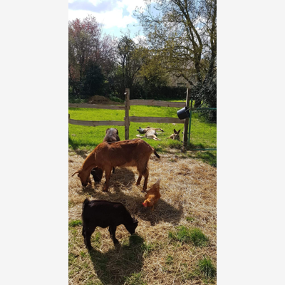 image_Garde animaux