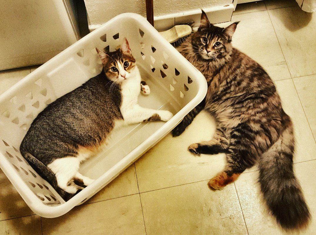 Garde de chat à mon domicile Marseille 9e arrondissement Garde d'animaux 2478573 Garde de chat à mon domicile Marseille 9e arrondissement Garde d'animaux 2478573
