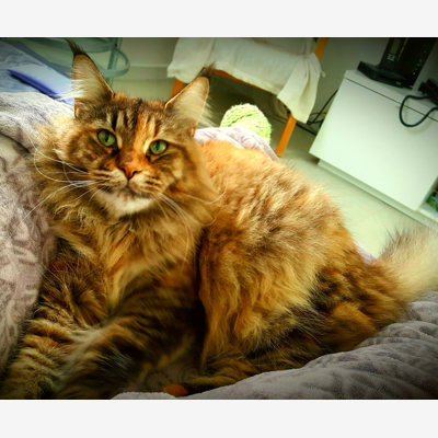 image_Garde de chat à mon domicile