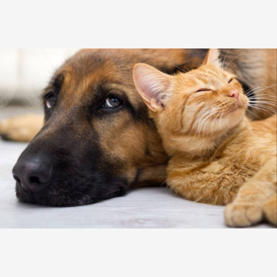 image_Garde d'animaux pendant l'été