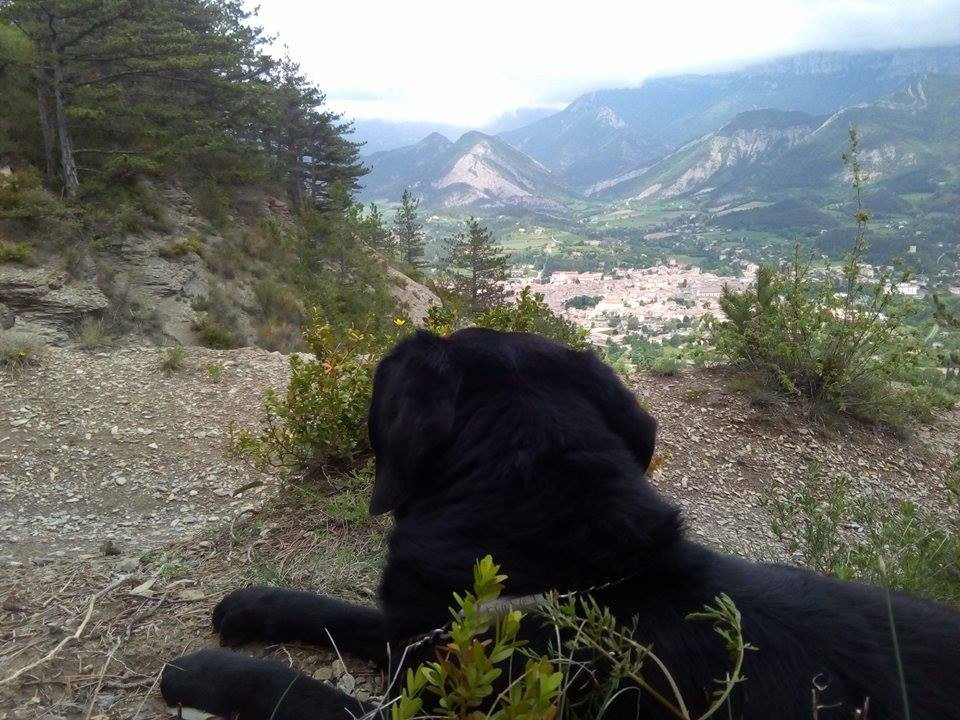 image_RECHERCHE UN FOYER POUR MON CHIEN