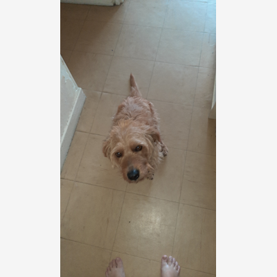 image_Garde de mon chien