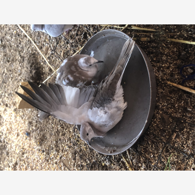 image_Garde d’animaux