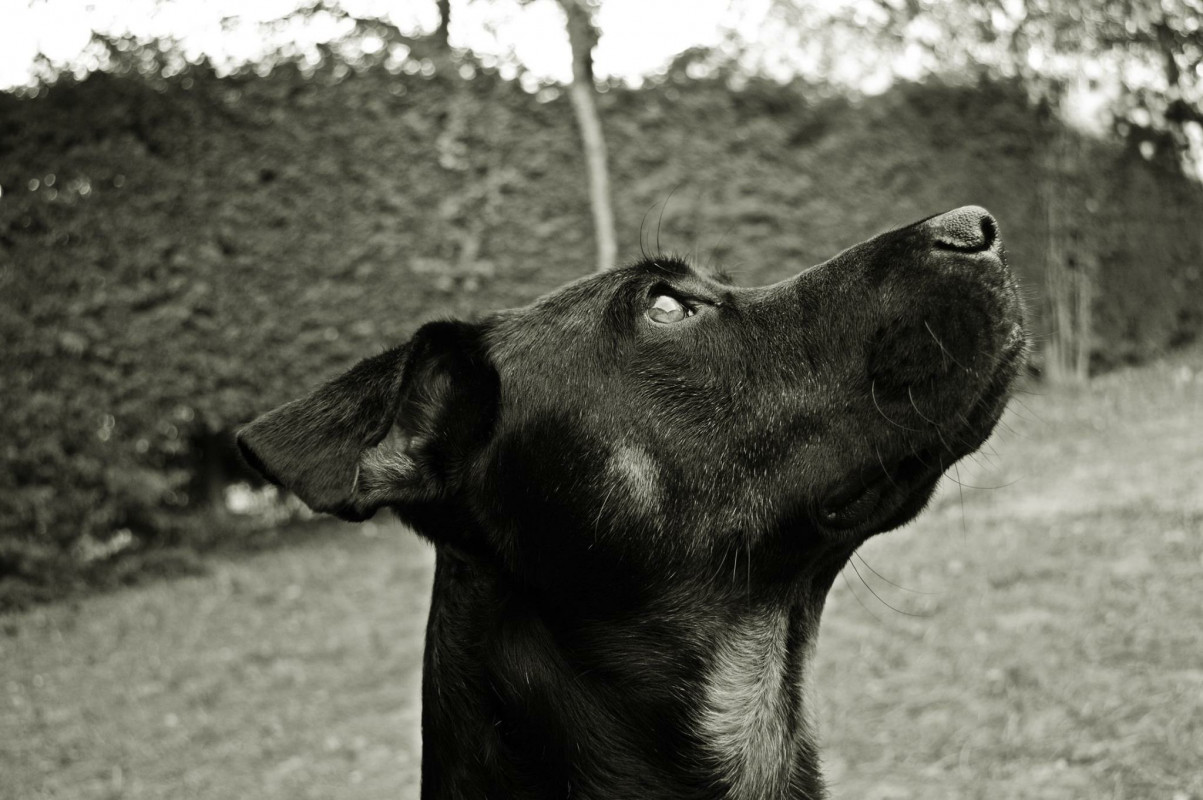 image_Recherche dogsitter